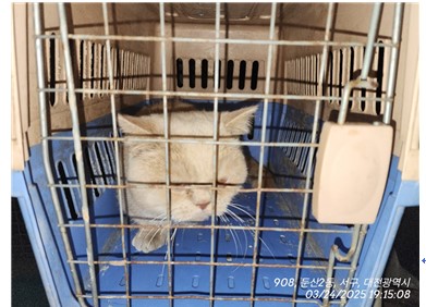 대전동물보호센터_430366202500154